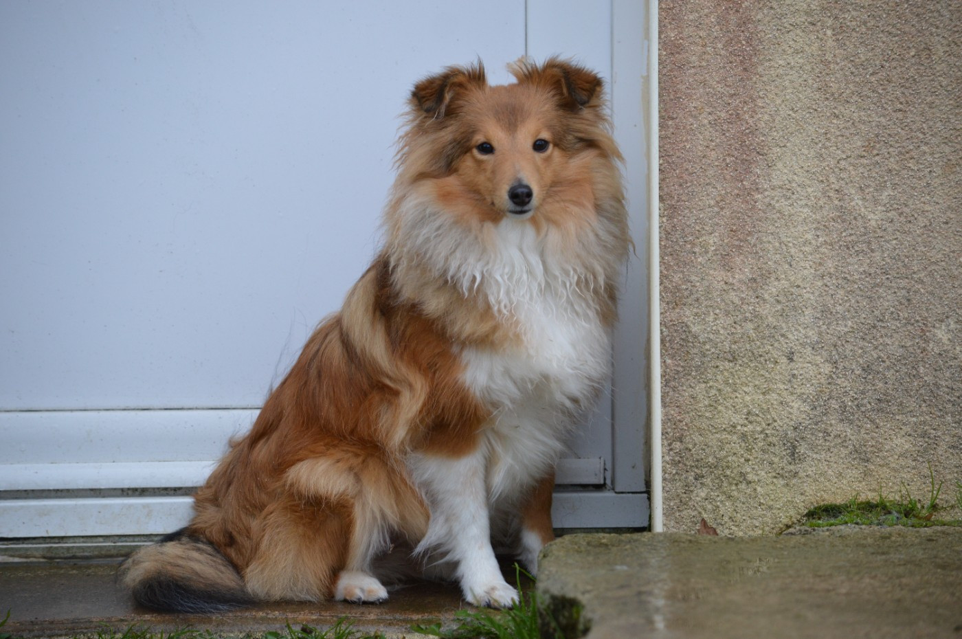 Loudy's Rock - Chiots disponibles - Shetland Sheepdog