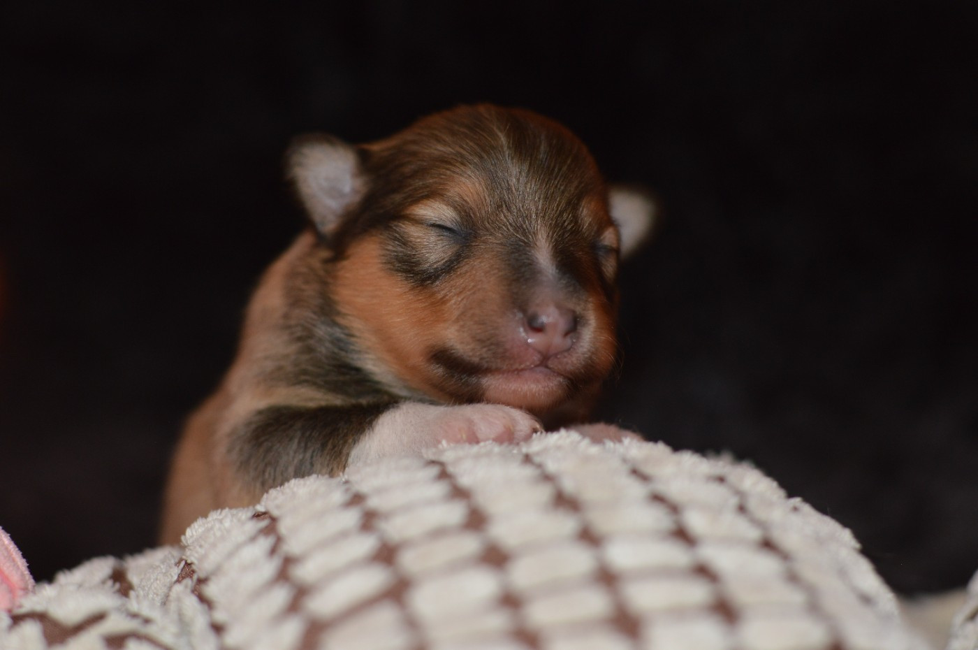 Loudy's Rock - Chiots disponibles - Shetland Sheepdog