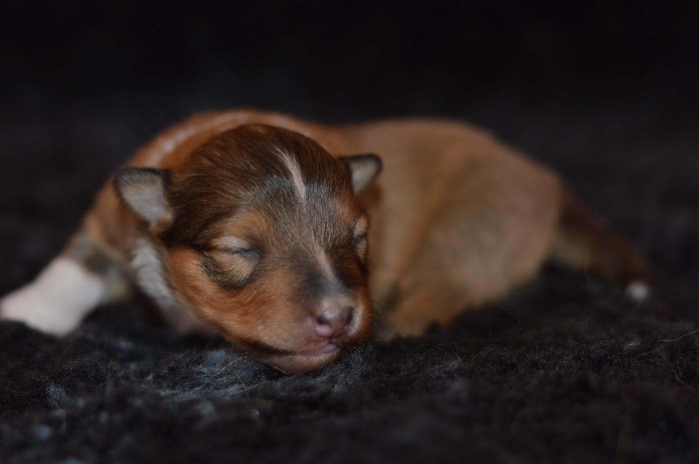 Loudy's Rock - Chiots disponibles - Shetland Sheepdog