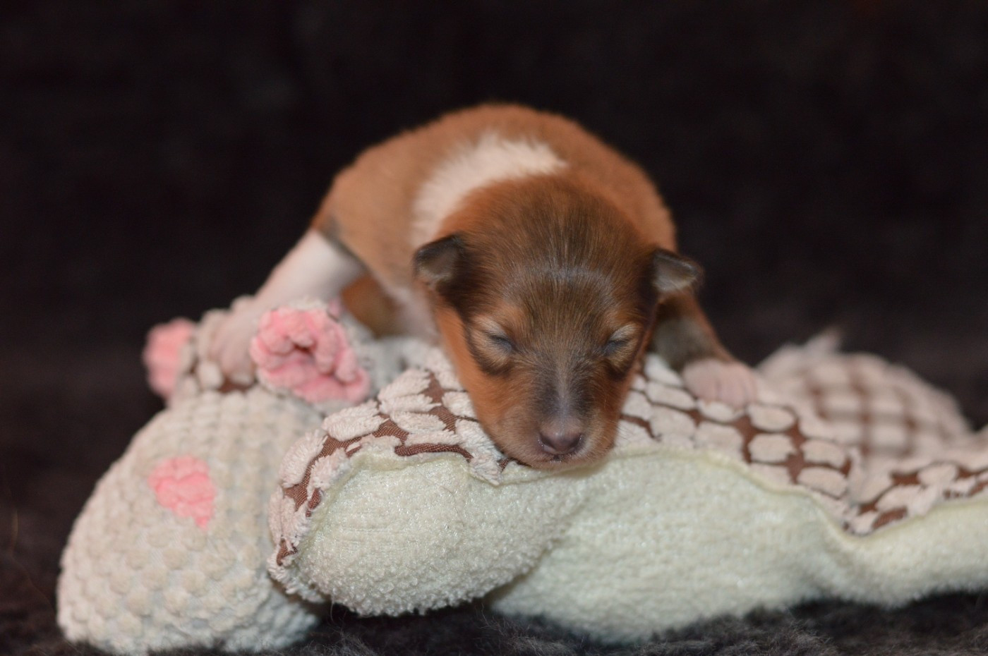 Loudy's Rock - Chiots disponibles - Shetland Sheepdog