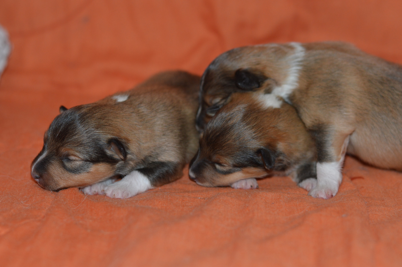 Chiot Shetland Sheepdog Loudy's Rock