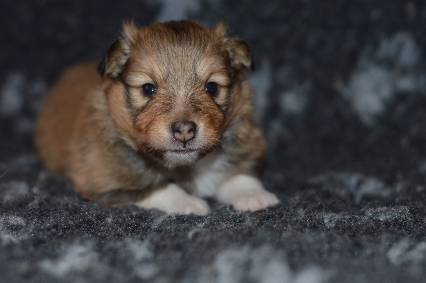 Loudy's Rock - Chiots disponibles - Shetland Sheepdog