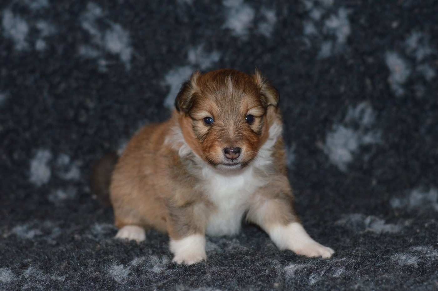 Loudy's Rock - Chiots disponibles - Shetland Sheepdog