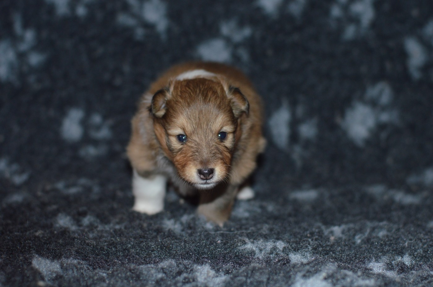 Loudy's Rock - Chiots disponibles - Shetland Sheepdog