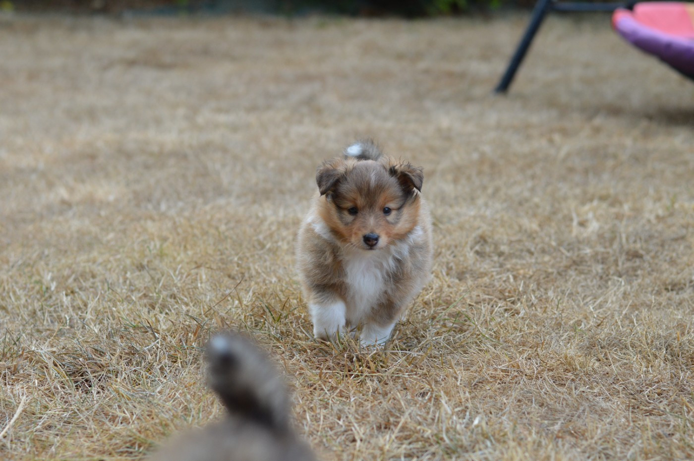 Loudy's Rock - Chiots disponibles - Shetland Sheepdog