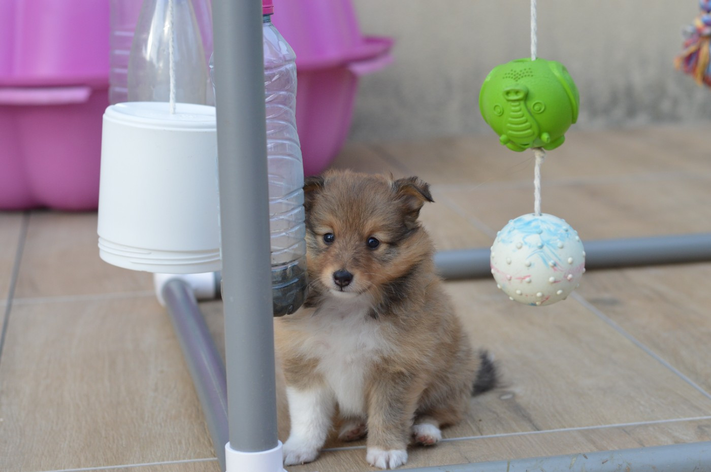 Loudy's Rock - Chiots disponibles - Shetland Sheepdog