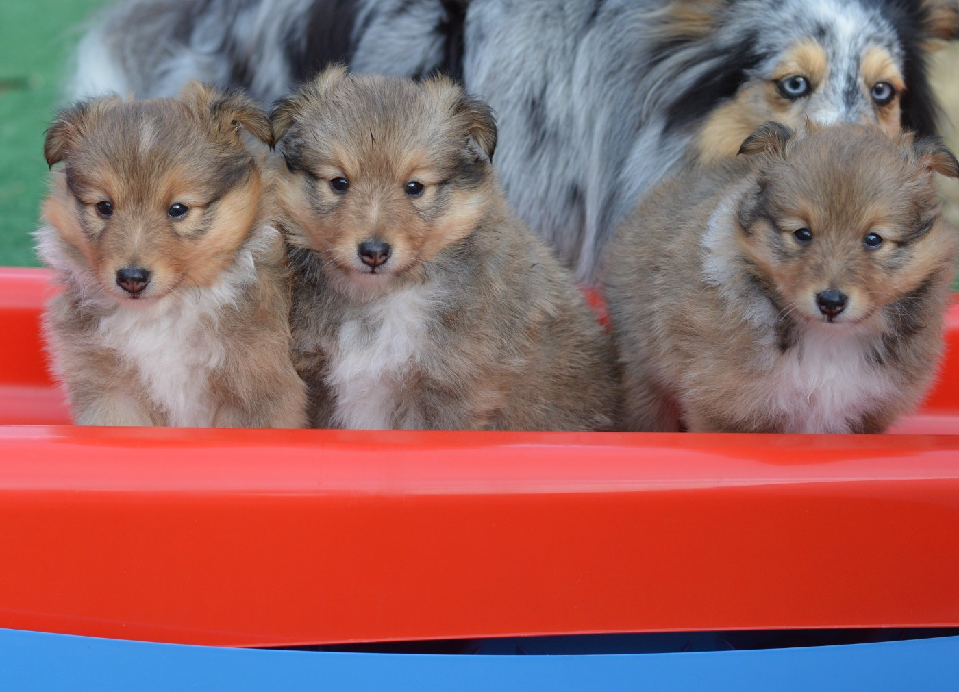 Chiot Shetland Sheepdog Loudy's Rock