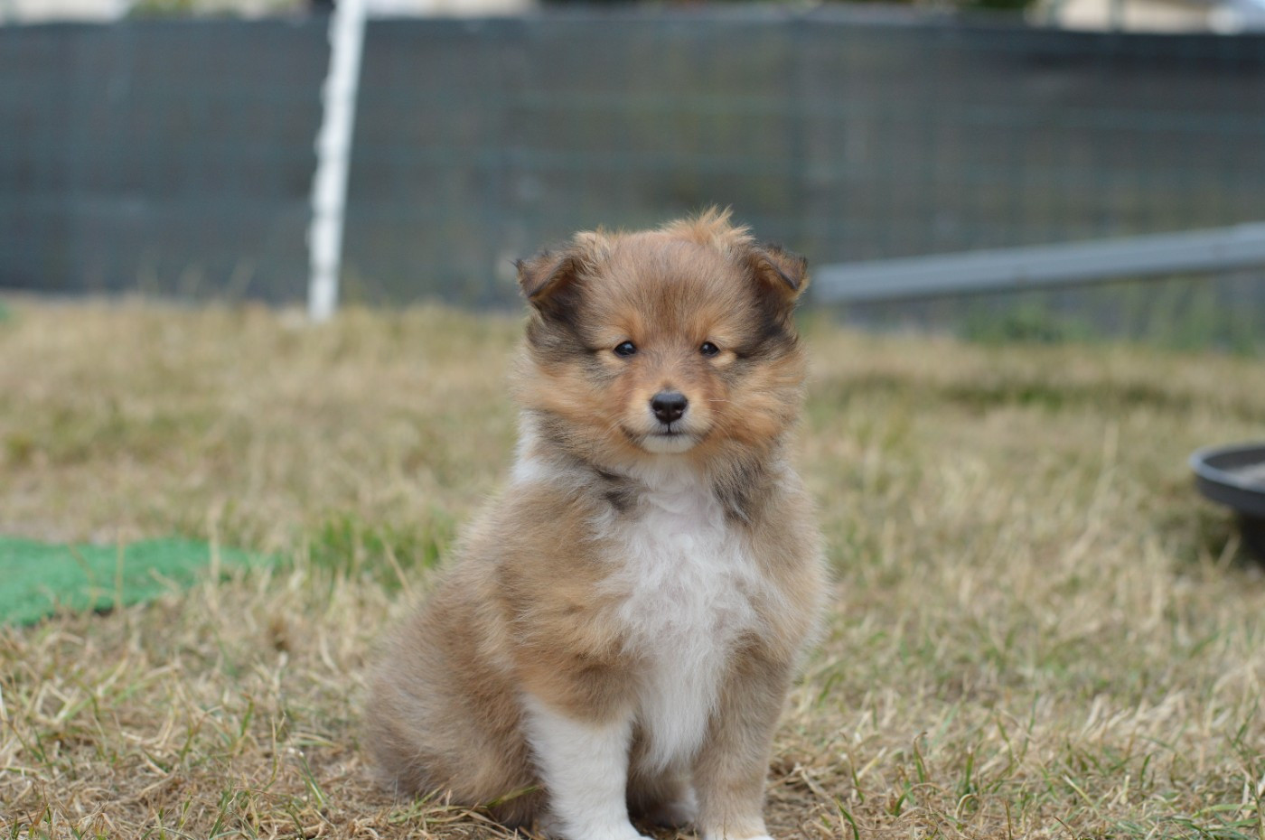 Loudy's Rock - Chiots disponibles - Shetland Sheepdog