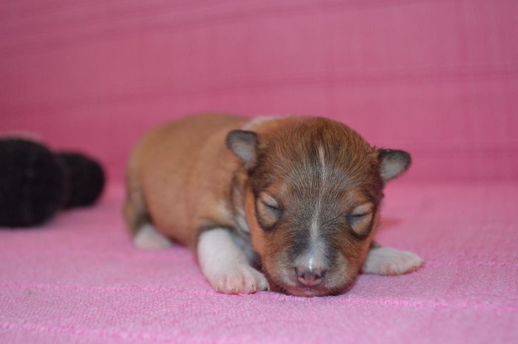 Loudy's Rock - Chiots disponibles - Shetland Sheepdog