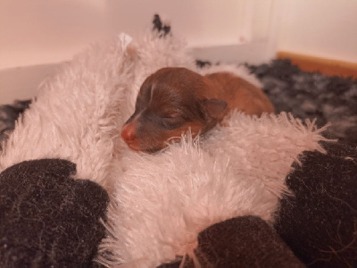 CHIOT 1