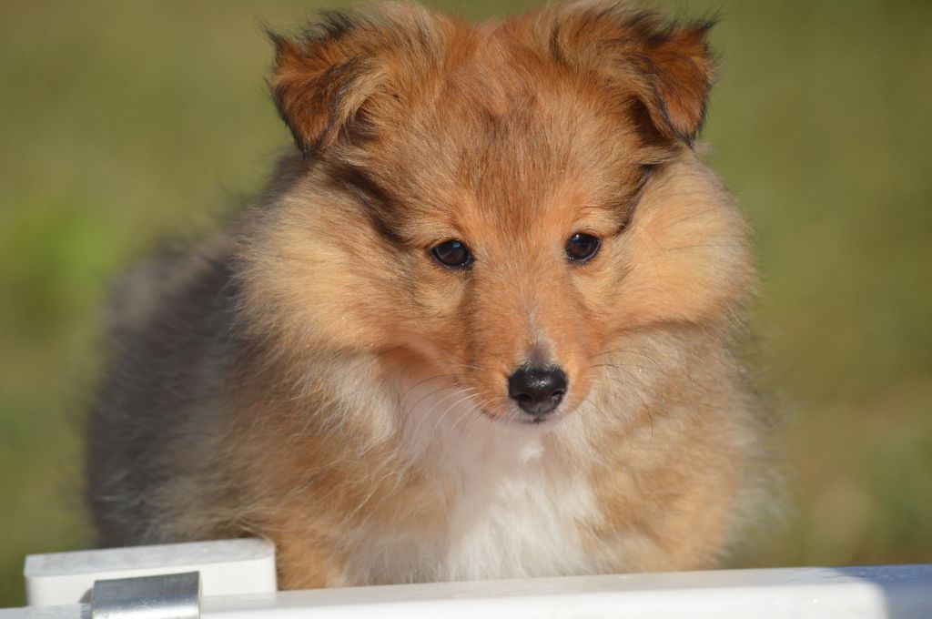 Loudy's Rock - Chiots disponibles - Shetland Sheepdog