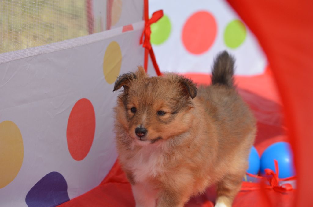 Loudy's Rock - Chiots disponibles - Shetland Sheepdog